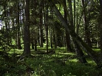 Las naturalny, Słowiński Park Narodowy