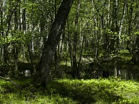 Las naturalny, Słowiński Park Narodowy
