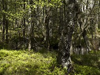 Las naturalny, Słowiński Park Narodowy