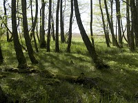 Las naturalny, Słowiński Park Narodowy